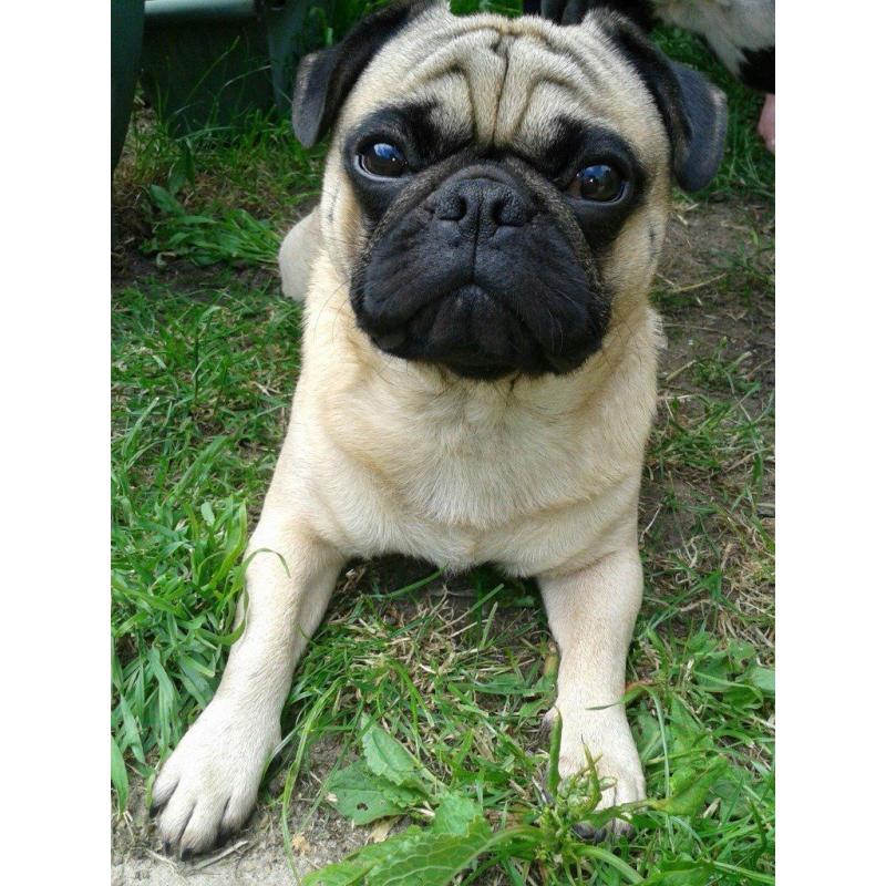 ** MISSING ** Fawn Male Pug