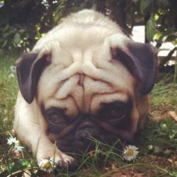 ** MISSING ** Fawn Male Pug