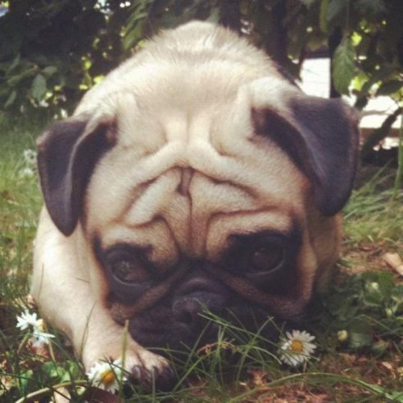 ** MISSING ** Fawn Male Pug