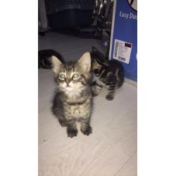 Tabby kittens for sale 8 weeks old can deliver
