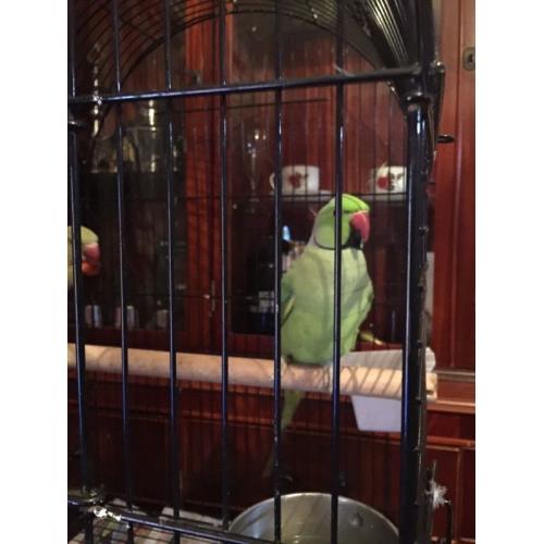 Indian ringneck