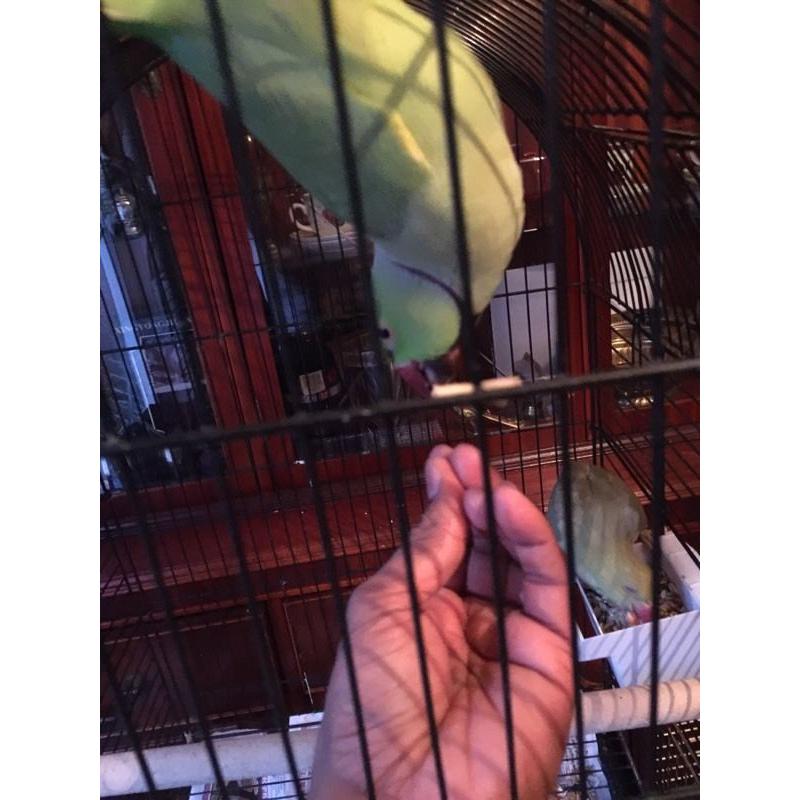 Indian ringneck