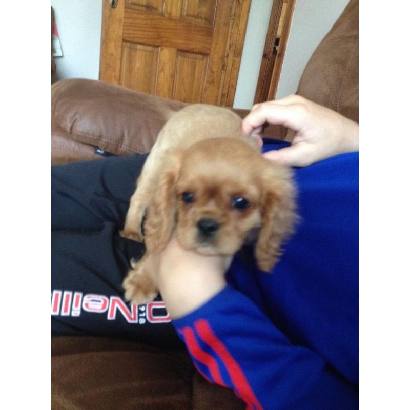 King Charles pup