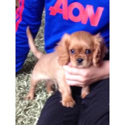 King Charles pup