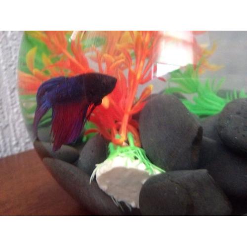 Free male fighting fish