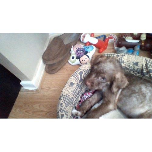 boy jack russel 100 pound
