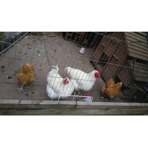 2 Hens and 2 Roosters for Sale