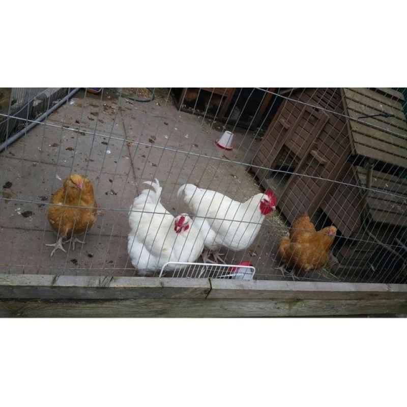 2 Hens and 2 Roosters for Sale