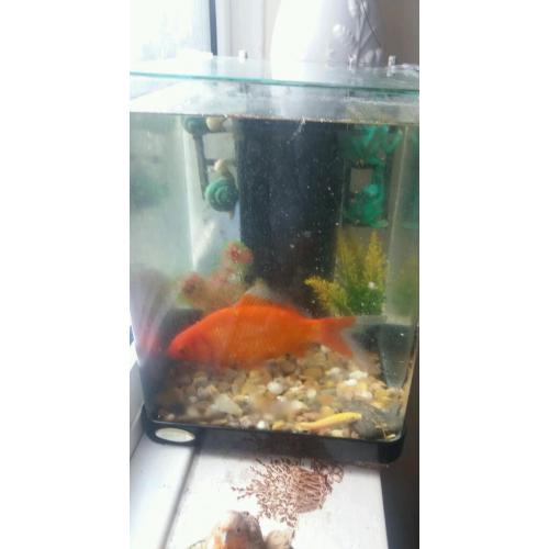 Big aquarium gold fish 5-6 inches