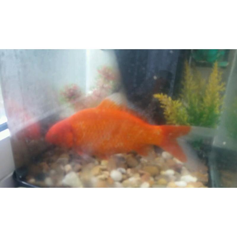 Big aquarium gold fish 5-6 inches