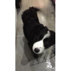 Border collie 9 weeks old