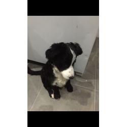 Border collie 9 weeks old