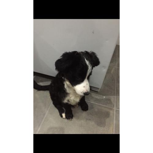 Border collie 9 weeks old