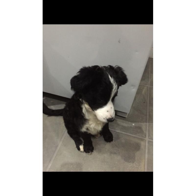 Border collie 9 weeks old
