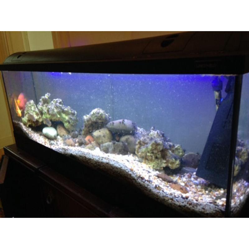 4-foot aquarium with various freshwater fish