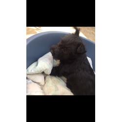 Scottish terrier puppies