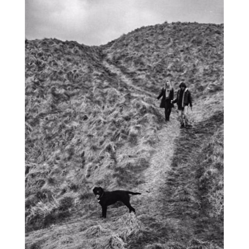 2hr long Professional Dog Walking in Edinburgh