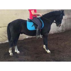 14.2hh honest 5 year old Gelding for sale
