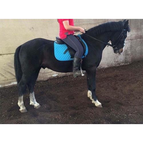 14.2hh honest 5 year old Gelding for sale