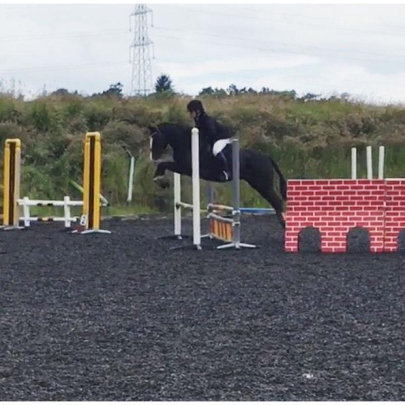 14.2hh honest 5 year old Gelding for sale