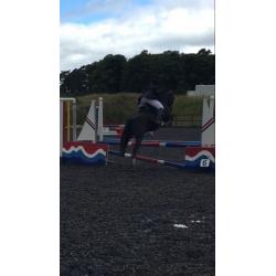 14.2hh honest 5 year old Gelding for sale