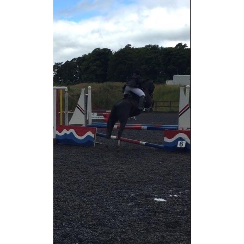 14.2hh honest 5 year old Gelding for sale