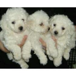 Bichon frise puppies for sale