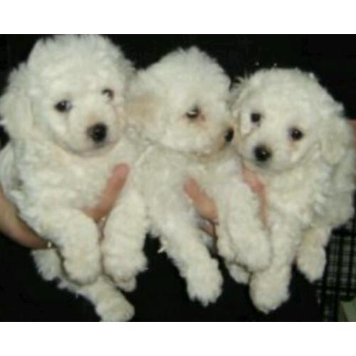 Bichon frise puppies for sale