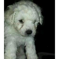 Bichon frise puppies for sale