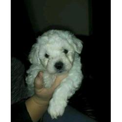 Bichon frise puppies for sale