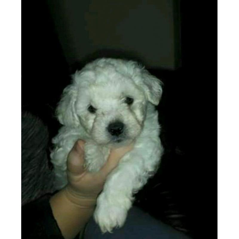 Bichon frise puppies for sale