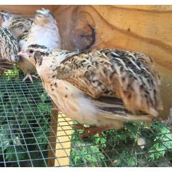 Japanese quail hens