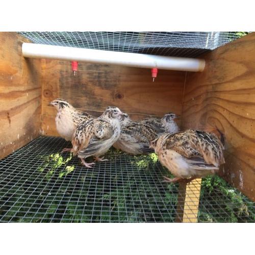 Japanese quail hens