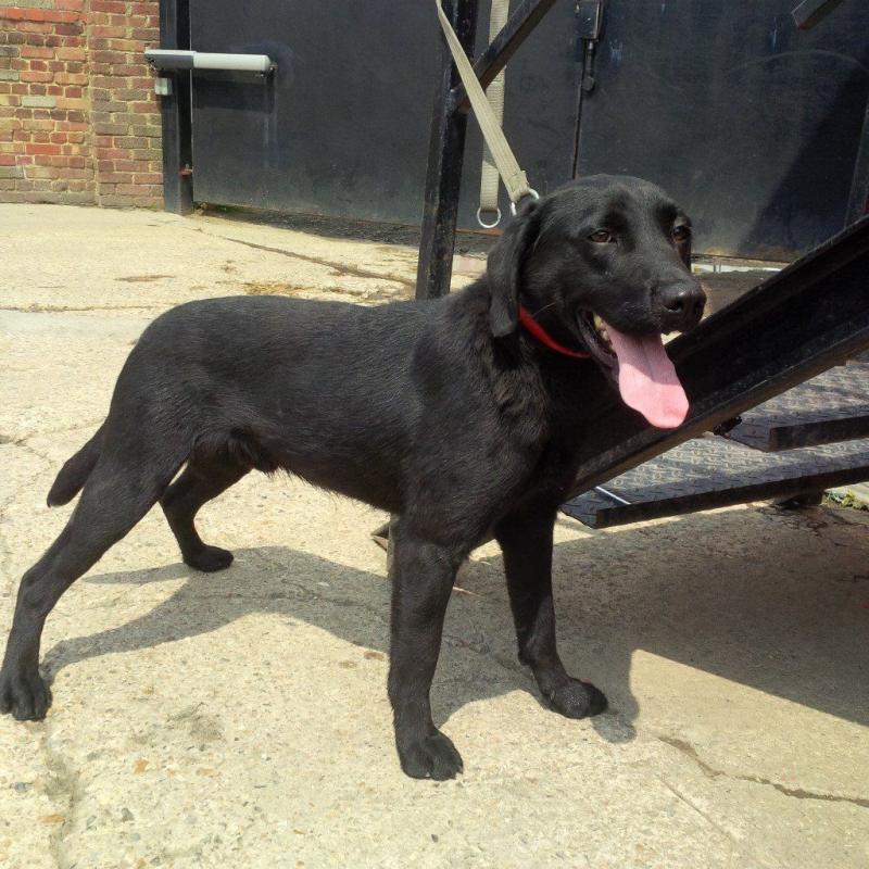 Labrador