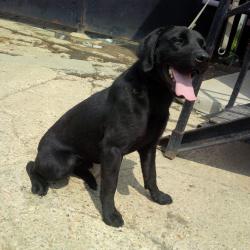 Labrador