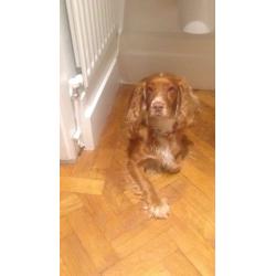 Cocker spaniel