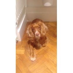 Cocker spaniel