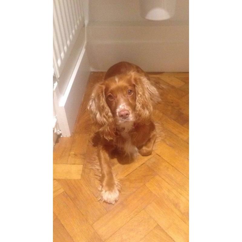 Cocker spaniel