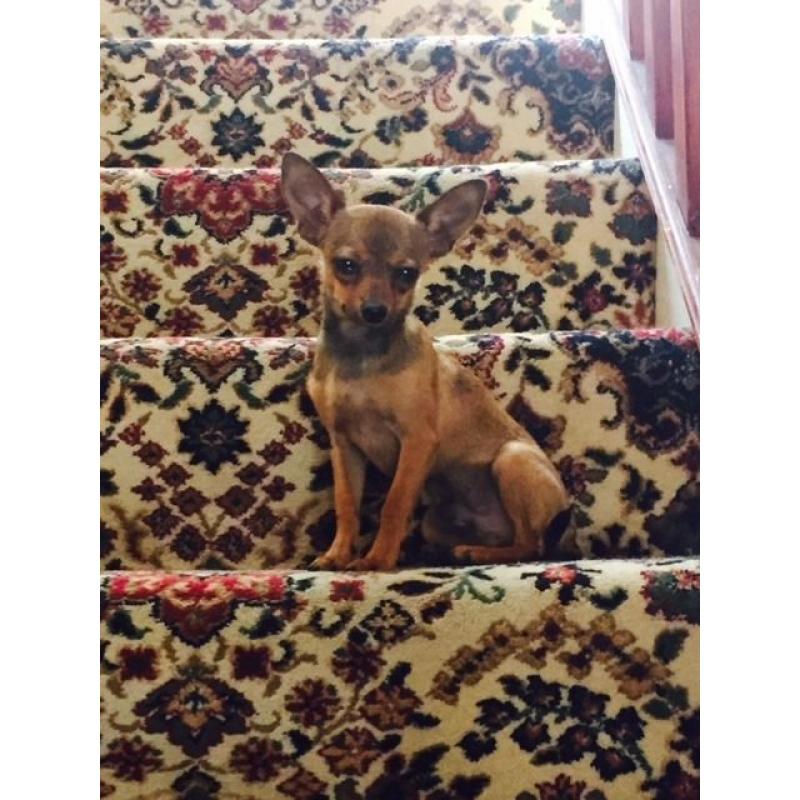Chihuahua pups