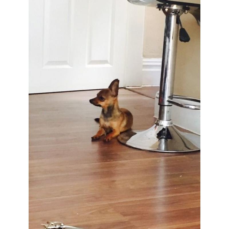 Chihuahua pups