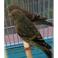 Gold Finch Birds / Goldfinch Mules For Sale, 8 Weeks Old, See Pics