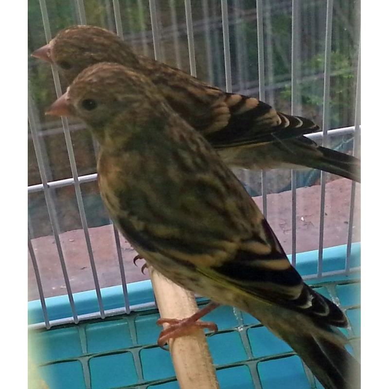 Gold Finch Birds / Goldfinch Mules For Sale, 8 Weeks Old, See Pics