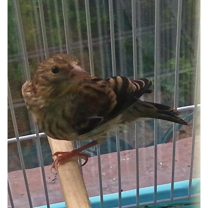 Gold Finch Birds / Goldfinch Mules For Sale, 8 Weeks Old, See Pics