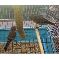 Gold Finch Birds / Goldfinch Mules For Sale, 8 Weeks Old, See Pics