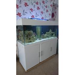 5ft marine tank set up