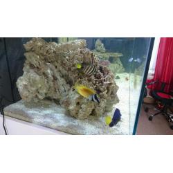5ft marine tank set up
