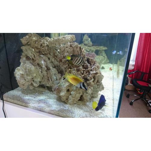 5ft marine tank set up
