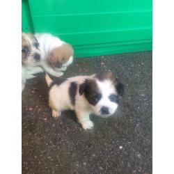 Shih tzu x jack pups