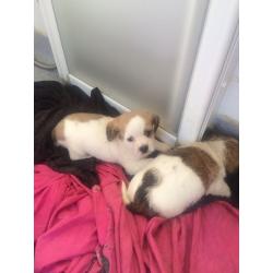 Shih tzu x jack pups