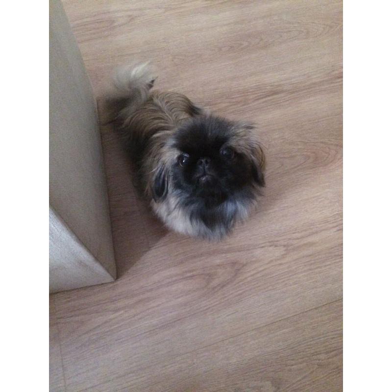 Pekingese puppy